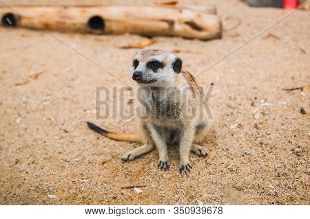 Brown Meerkat In A Sandy Area. Mongoose Mammals