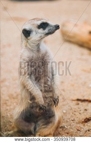 Brown Meerkat In A Sandy Area. Mongoose Mammals
