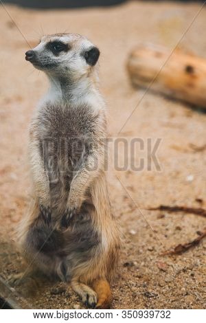 Brown Meerkat In A Sandy Area. Mongoose Mammals