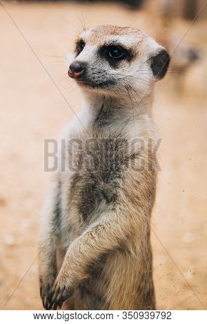 Brown Meerkat In A Sandy Area. Mongoose Mammals