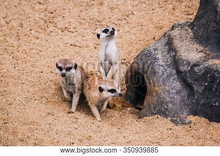 Brown Meerkat In A Sandy Area Near A Stone Cave. Mongoose Mammals