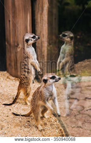 Brown Meerkat In A Sandy Area Looking Into The Glass. Mammoths From The Mongoose Family.
