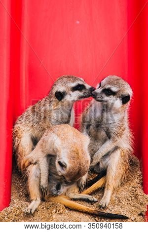 Brown Meerkat In A Sandy Area Near A Stone Cave. Mammoths From The Mongoose Family. Love Among Anima