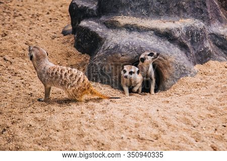 Brown Meerkat In A Sandy Area Near A Stone Cave. Mongoose Mammals
