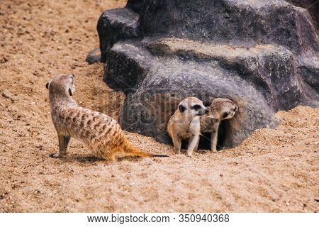 Brown Meerkat In A Sandy Area Near A Stone Cave. Mongoose Mammals