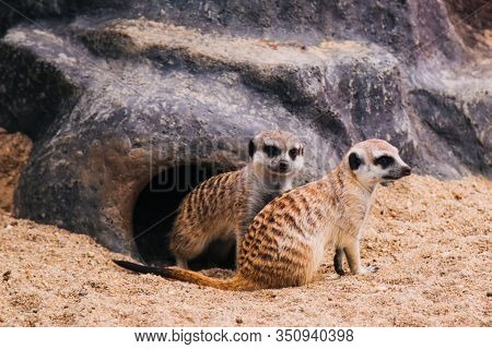 Brown Meerkat In A Sandy Area Near A Stone Cave. Mongoose Mammals