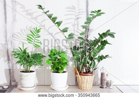 Flower Pots On The White Worktop In Cozy Kitchen.