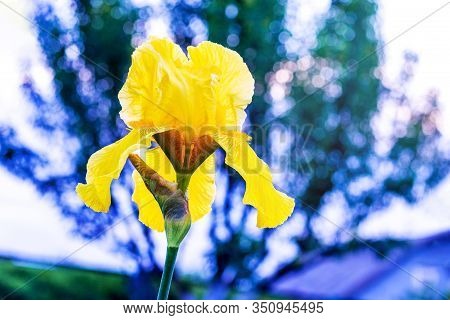 Yellow Iris On A Blurred Blue-green Background