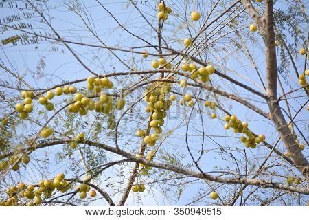 Indian Gooseberries Or Amla Fruit Hanging On Tree. Indian Gooseberry Is An Essential Ingredient Of T