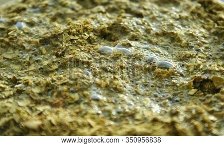 Closeup Green Yerba Mate. Flooded Yerba Mate Tea Leaves. Brewed Tea With Sticks And Tea Leaves From 