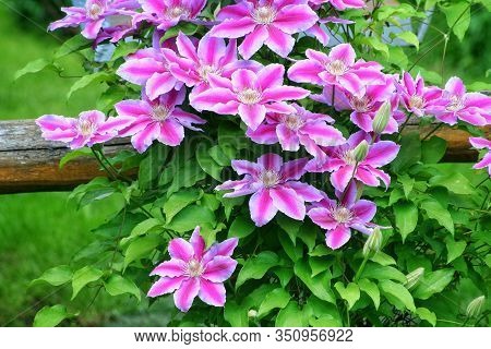 Flowers Of Perennial Clematis Vines In The Garden. Beautiful Clematis Flowers Near The House. Clemat