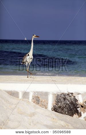 Reiher am Strand
