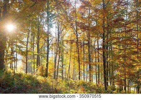 Trees In Autumn Season Background. Beauty In Nature. Autumn Lansdscape