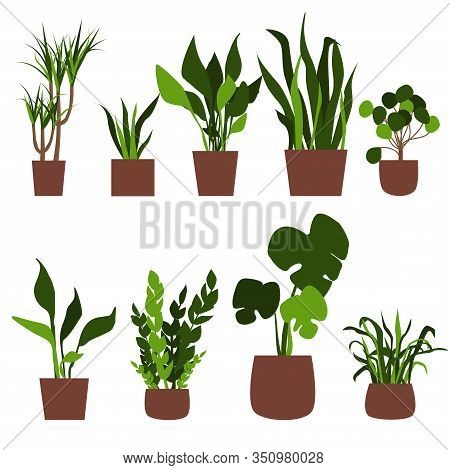 Green House Plants In Pots. Flat Vector Illustration