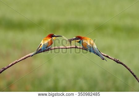The European Bee-eater (merops Apiaster) Pair On Tree Is Giving The Caught Insects.pair Of Birds Wit