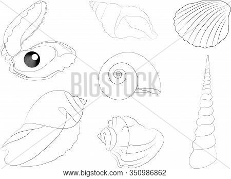 Set Of Beautiful Seashells In A Linear Pattern