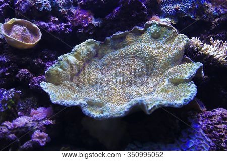 Beautiful Colorful Marine Life In The Aquarium