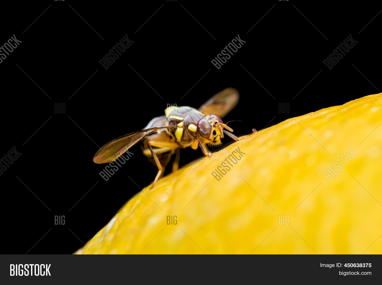 Melon Fruit Fly On Image & Photo (Free Trial) Bigstock