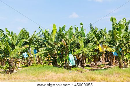 Bananplantagen