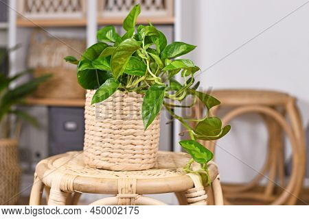 Tropical Houseplant With Botanic Name 'epipremnum Global Green' In Flower Pot On Table In Living Roo