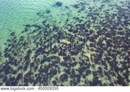 Seal Resting In Gweebarra Bay Between Lettermacaward And Portnoo In County Donegal - Ireland