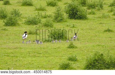 Duck Family At Pellworm, A Island In North Frisia, Germany