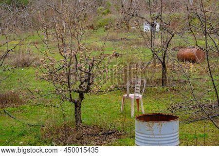 Deciduous Apple Trees With Fallen Leaves With One Tree Starting To Blossominearly Spting In Cyprus