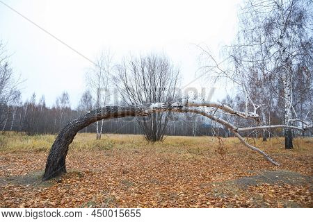 Crooked Birch Tree In A Yellow Dry Autumn Forest In A Clearing