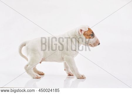 Bull Terrier Dog Isolated On Grey Background. Studio Portrait. Miniature Bull Terrier Puppy Posing O