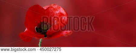 A Poppy On A Red Background.
Papaver Rhoeas Poppy With Light.
Poppy Copy Space Long Flat Lay Web Ban