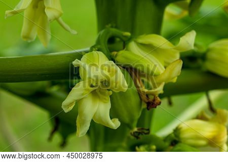 Papaya Flowers Are Fragrant And Have Five Cream-white To Yellow-orange Petals. Flowers Occur In Leaf