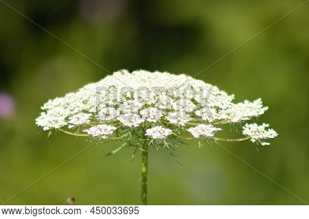 Toothpickweed In Bloom Close-up View With Selective Focus On Foreground