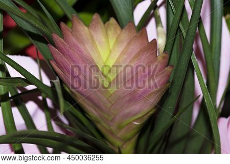 Potted Flower Very Nice Colorful Interesanting Blossom