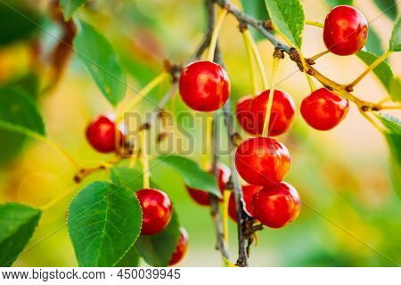 Red Ripe Cherry Berries Prunus Subg. Cerasus On Tree In Summer Vegetable Garden.