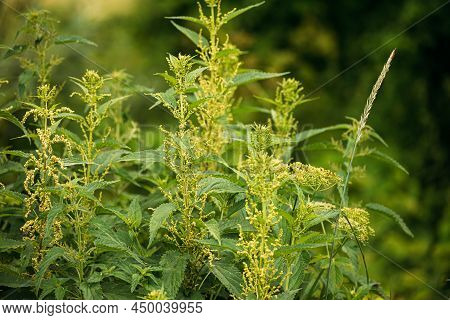 Twigs Of Wild Plant Nettle - Stinging Nettle - Urtica Dioica In Summer Spring Meadow. Close Up.