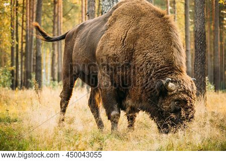 Belarus. European Bison Or Bison Bonasus, Also Known As Wisent Or European Wood Bison In Autumn Fore