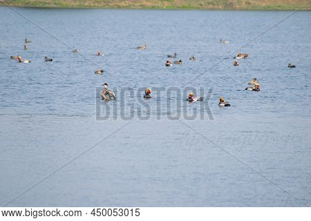 Migratory Birds Playing In The Cool Water Pond In Groups. Barabani , Asansol,india.