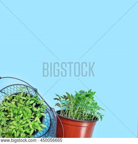 Young Tomato Seedlings In Plastic Pots On Blue Paper Background. 

Spring Nature Concept. Creative L