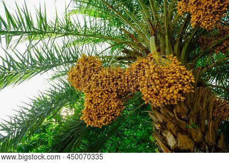 Date Palm Fruit With Ripe On The Tree