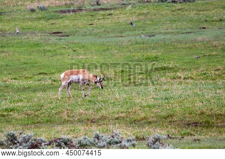 Pronghorn (antilocapra Americana) At Lamar Valley In Yellowstone National Park In May, Horizontal
