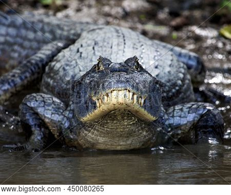 Closeup Head On Portrait Of Black Caiman (melanosuchus Niger) Entering Water From Riverbank In The P