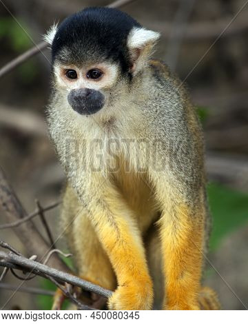 Closeup Portrait Of Golden Squirrel Monkey (saimiri Sciureus) Sitting On Branch In The Pampas Del Ya