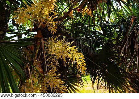 Focus Fresh Female Flowers In A Date Palm Tree In The Afternoon Light With Nature Theme.