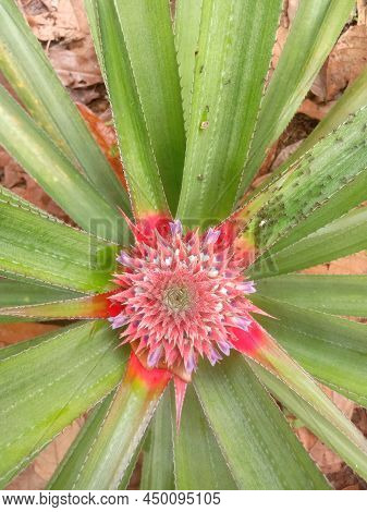 Red Flowers Of Pineapple Plants That Form Fruit On Elongated Leaf Stems Like A Tongue