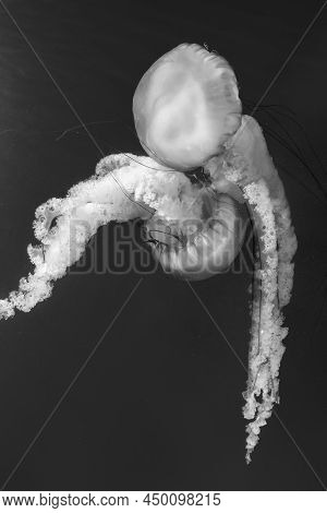 Jellyfish (chrysaora Fuscescens Or Pacific Sea Nettle) In Ocean Water In Black And White