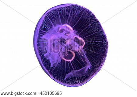 Close Up Of Moon Jellyfish Floating In The Water Isolated On White Background. Aurelia Aurita Specie