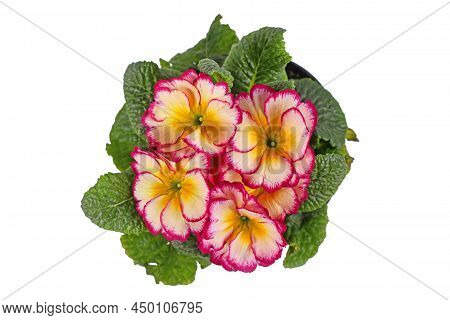 Top View Of Potted Primrose Flowers On White Background