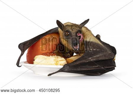Young Adult Flying Fox, Fruit Bat Aka Megabat Of Chiroptera, Laying On Plate With Fresh Fruits. Look