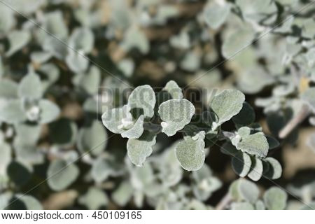 Liquorice Plant Green Leaves In The Garden
