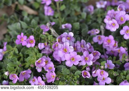 Ornamental Bacopa Pink Flowers In The Garden